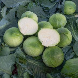 Zacapa Cabbage Thumbnail